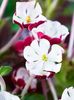 Phlox de noapte Night Phlox Candy Midnight3