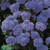 Pufuleti Ageratum hustonianum Blue Mink