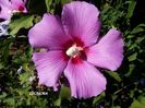 Hibiscus Syriacus lila