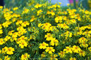 Craite comestibile Tagetes tenuifolia Lemon gem2