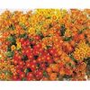 Craite comestibile Tagetes tenuifolia Starfire mix
