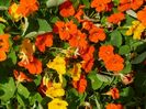 Tropaeolum Trailling mix - Caltunasi curgatori