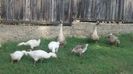 IMG-20160914-WA0011