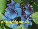 PLUMERIA BLUE MARINE