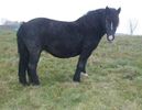Neagra 5 ani