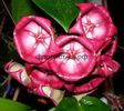 hoya-archboldiana-pink-hojya-archboldiana2-jpg