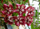 Hoya_onychoides5MikMak