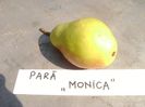 Pere Monica