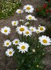 Leucanthemum superbum