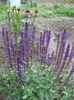Salvia nemeosa Caradonna