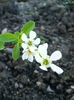 Exochorda the bride