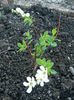 Exochorda the bride