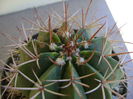 Melocactus pygmaeus Kníže