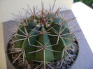 Melocactus pygmaeus Kníže