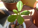 Talinum paniculatum, boboci
