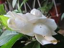 Gardenia "mare"
