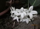 Stephanotis, in sfarsit!!!!