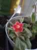 KOHLERIA