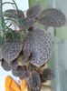 EPISCIA