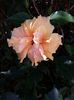 Classic apricot