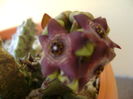 Caralluma europaea