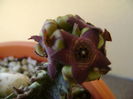 Caralluma europaea