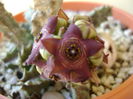 Caralluma europaea