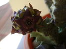 Caralluma europaea