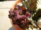 Caralluma europaea