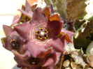 Caralluma europaea
