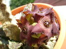 Caralluma europaea