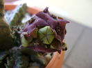 Caralluma europaea