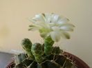 Gymnocalycium quehlianum