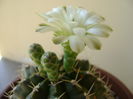 Gymnocalycium quehlianum