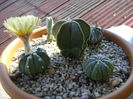 Astrophytum asterias