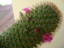 Mammillaria backebergiana