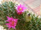 Mammillaria backebergiana