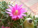 Mammillaria backebergiana