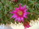 Mammillaria backebergiana