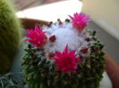 Mammillaria polythele cv. Stachellos