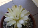 Gymnocalycium quehlianum