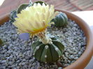 Astrophytum asterias