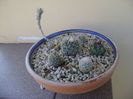 Grup de 6 Gymnocactus (Turbinicarpus)