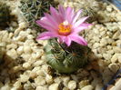 Turbinicarpus (Gymnocactus) viereckii