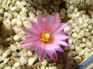 Turbinicarpus (Gymnocactus) viereckii