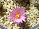 Turbinicarpus (Gymnocactus) viereckii