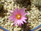 Turbinicarpus (Gymnocactus) viereckii