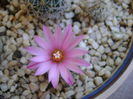 Turbinicarpus (Gymnocactus) viereckii