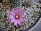 Turbinicarpus (Gymnocactus) viereckii