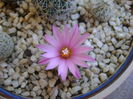 Turbinicarpus (Gymnocactus) viereckii